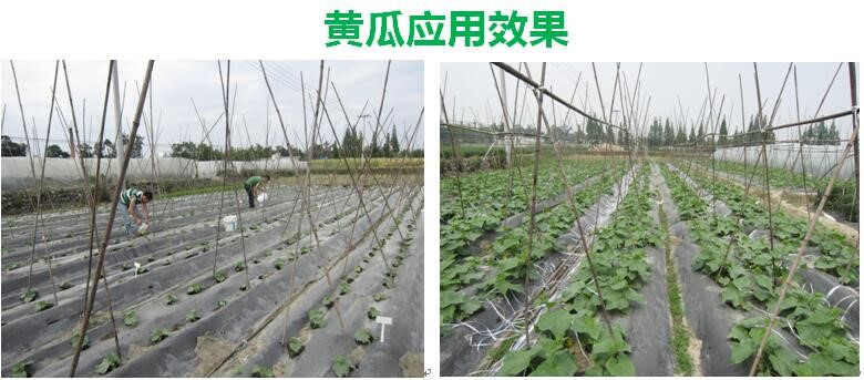 氨基寡糖素 - 植物的免疫衛(wèi)士，根結線蟲的克星