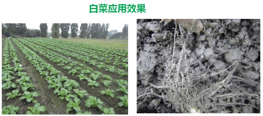 氨基寡糖素 - 植物的免疫衛(wèi)士，根結線蟲的克星