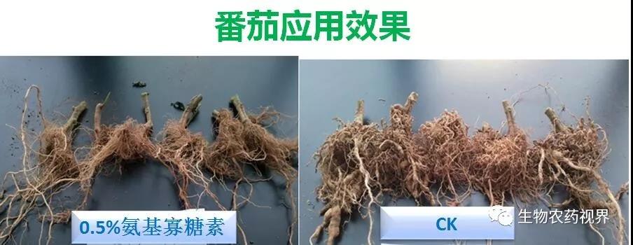 氨基寡糖素 - 植物的免疫衛(wèi)士，根結線蟲的克星