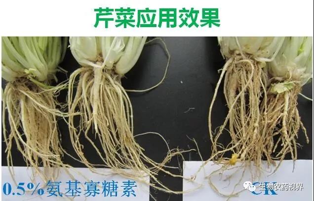 氨基寡糖素 - 植物的免疫衛(wèi)士，根結線蟲的克星