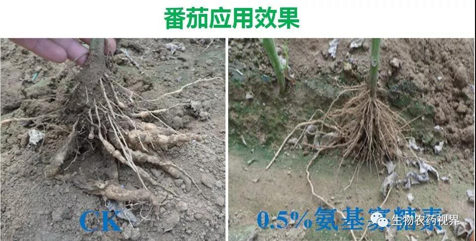 氨基寡糖素 - 植物的免疫衛(wèi)士，根結線蟲的克星