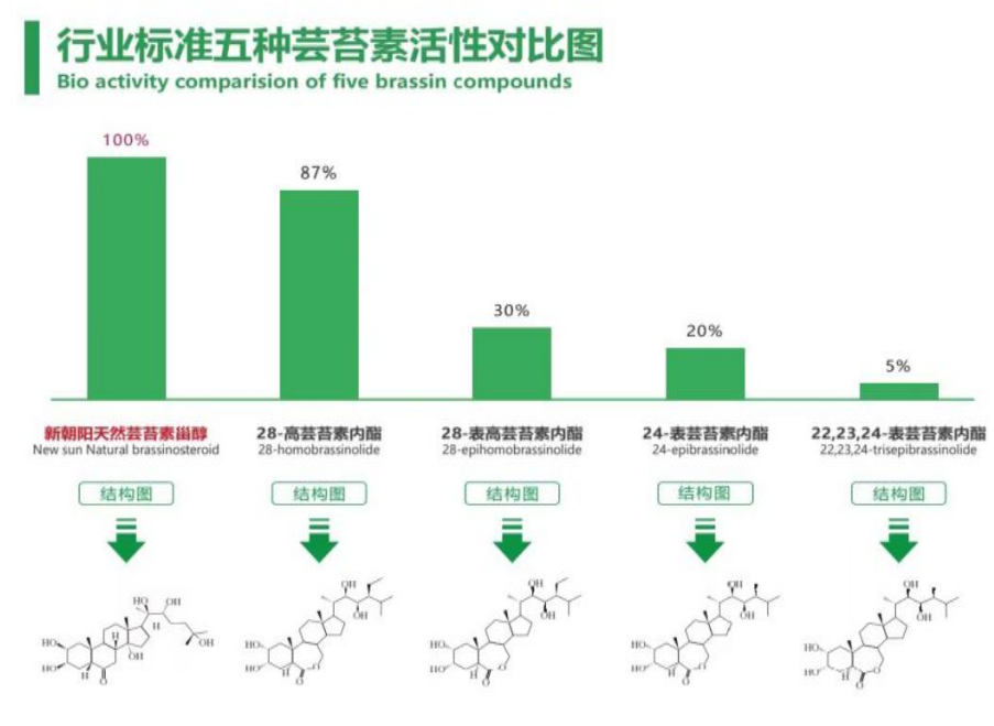 小麥拌種選新朝陽天然蕓苔素，讓小麥高產(chǎn)贏在起跑線上?。ㄐ←溤谑裁磿r(shí)候用蕓苔素效果最佳）