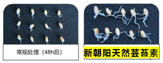 小麥拌種選新朝陽天然蕓苔素，讓小麥高產(chǎn)贏在起跑線上?。ㄐ←溤谑裁磿r(shí)候用蕓苔素效果最佳）