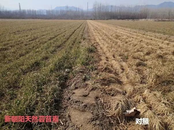 小麥拌種選新朝陽天然蕓苔素，讓小麥高產(chǎn)贏在起跑線上?。ㄐ←溤谑裁磿r(shí)候用蕓苔素效果最佳）