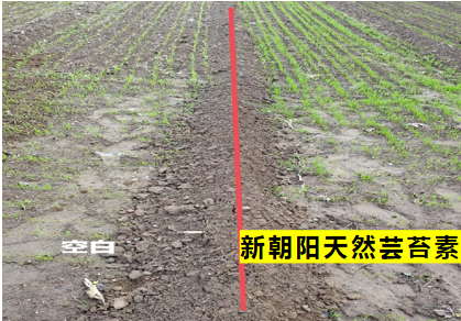 小麥拌種選新朝陽天然蕓苔素，讓小麥高產(chǎn)贏在起跑線上?。ㄐ←溤谑裁磿r(shí)候用蕓苔素效果最佳）